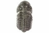 Austerops Trilobite Fossil - Rock Removed #67038-4